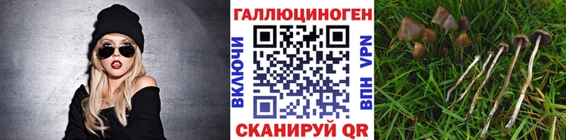 Купить где  Калязин  Псилоцибиновые грибы GOLDEN TEACHER 