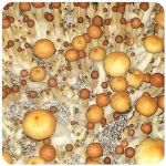 Псилоцибиновые (галлюциногенные)  грибы Psilocybin "Golden Teacher" в Калязине