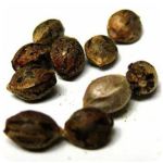 Семена марихуаны АК-47  (Seeds AK-47) в Калязине